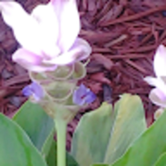 Meet your Posher, Francesca - Picture 1 of 1